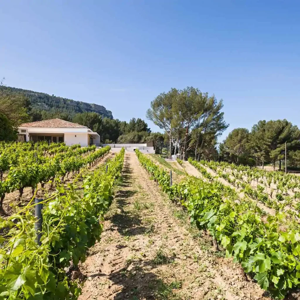 Vendanges Etoilees Cassis- Dona Tigana