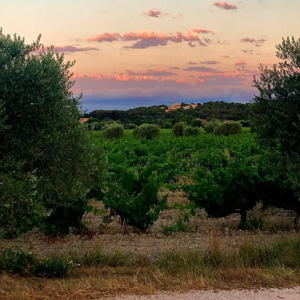 Vendanges étoilees clos d'albizzi cassis