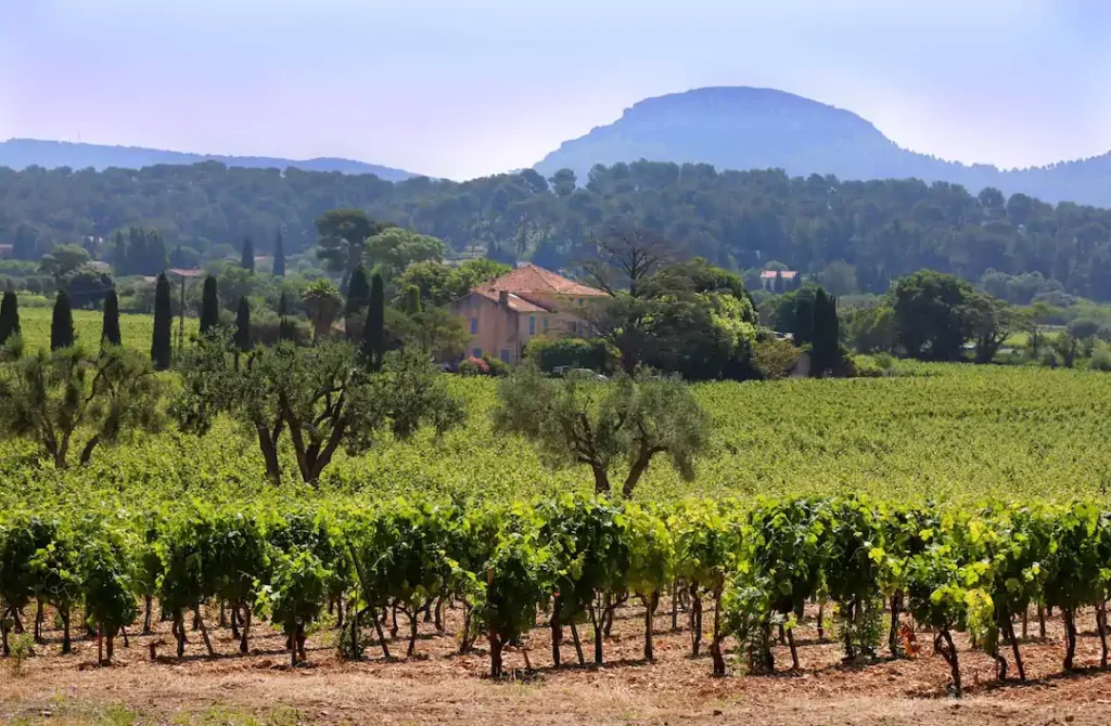 domaine bodin Cassis Vendanges etoilees